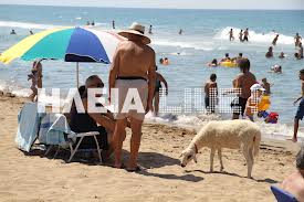 «Μπέλα», η προβατίνα της Ηλείας…  που απολαμβάνει τα μπάνια της!!!